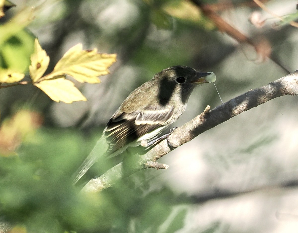 Least Flycatcher - ML485917321