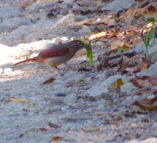 Rose-throated Tanager - ML48591741