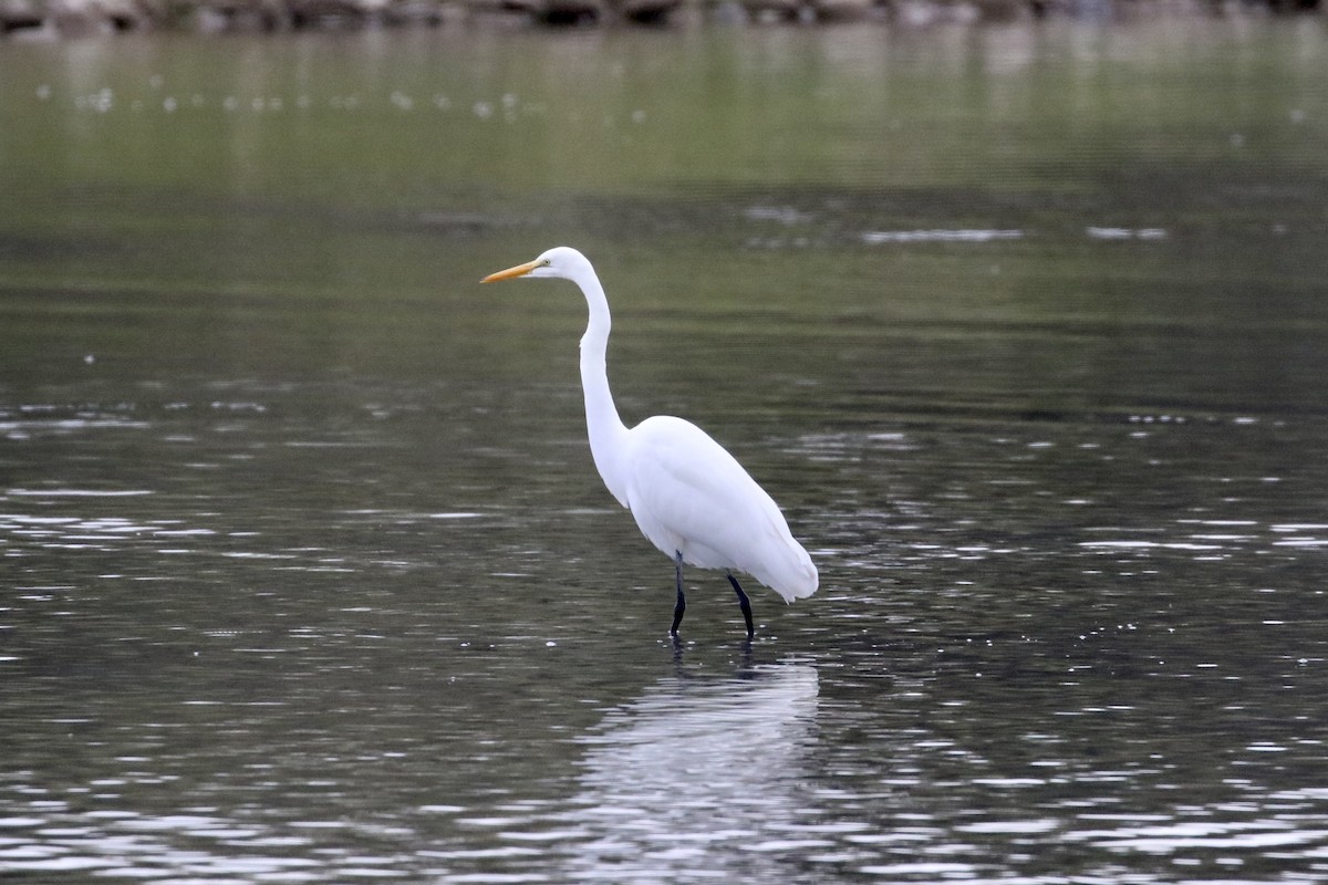 Great Egret - ML485919041