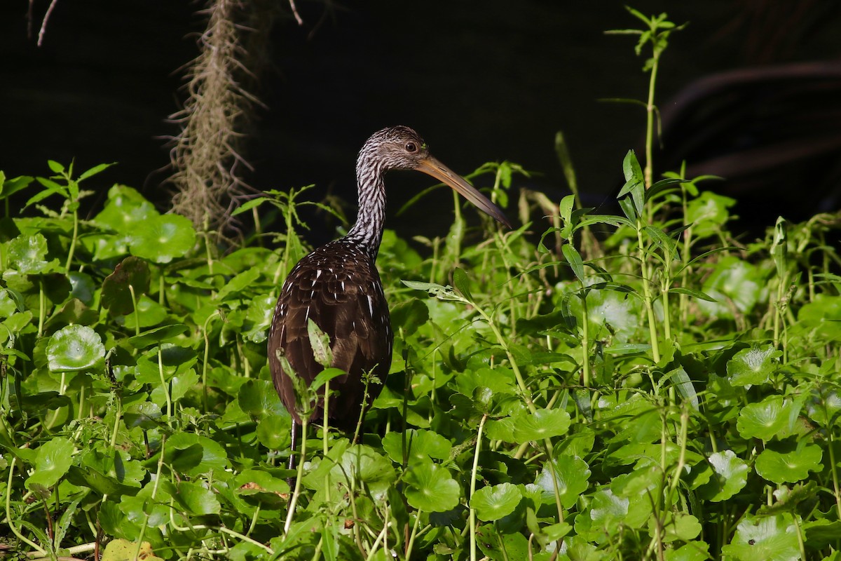 Limpkin - ML485921051