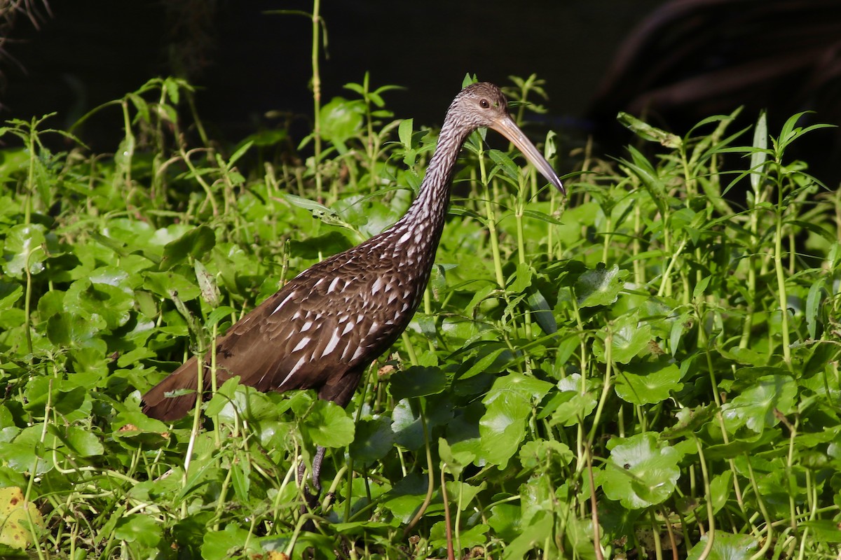 Limpkin - ML485921061