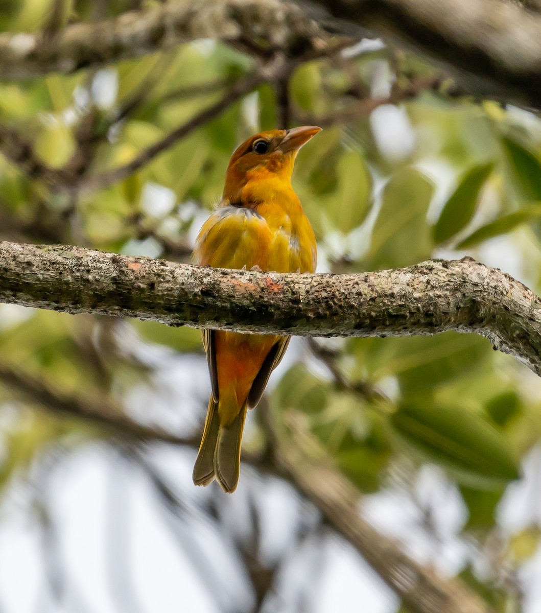 sommerpiranga - ML485923451