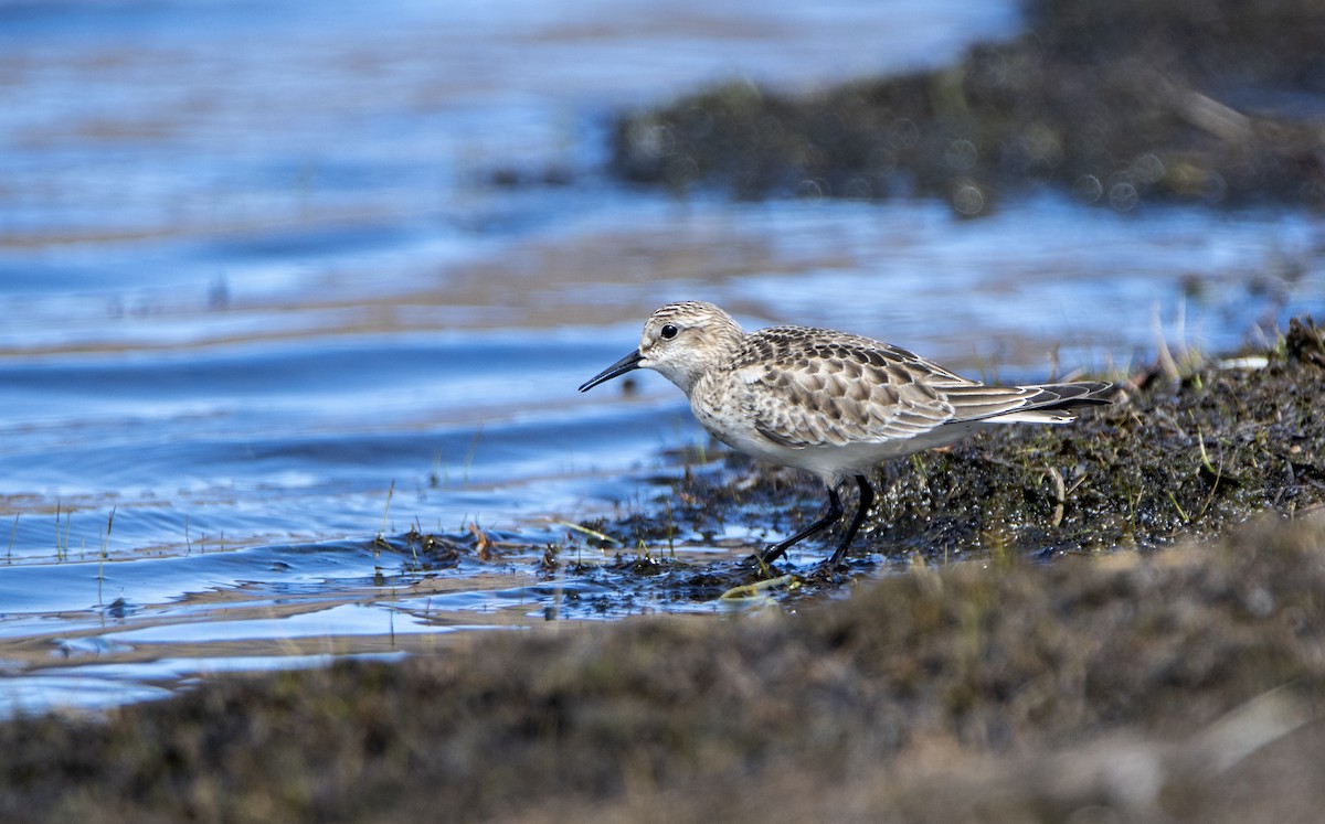 Baird's Sandpiper - ML485923691