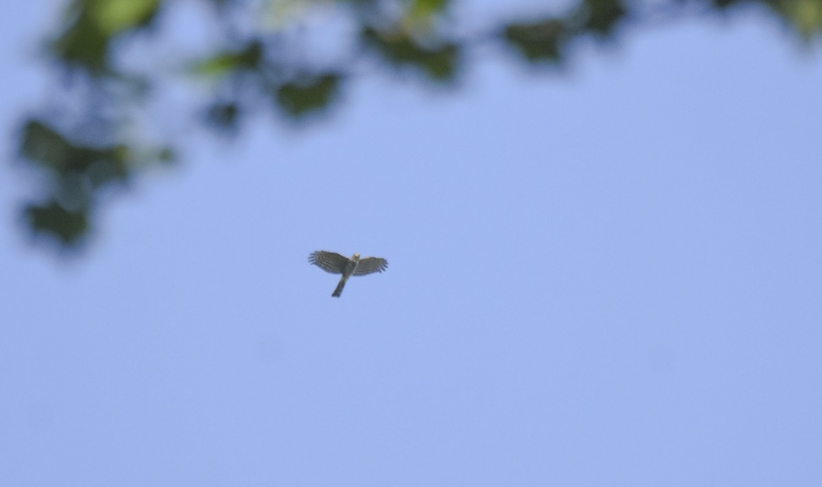 Sharp-shinned Hawk - ML485924981