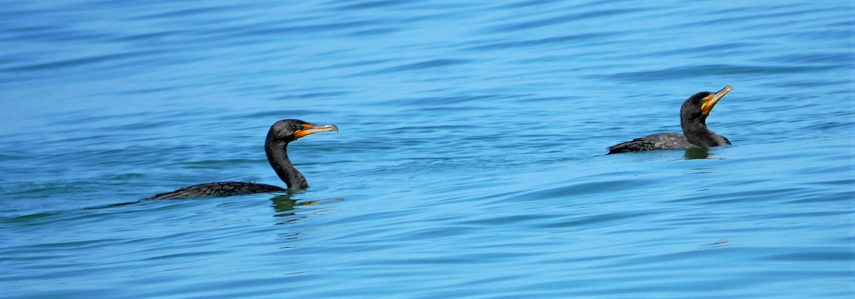 Double-crested Cormorant - Rob Saunders