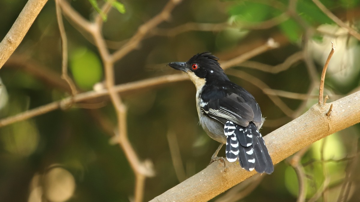 Great Antshrike - ML485925431