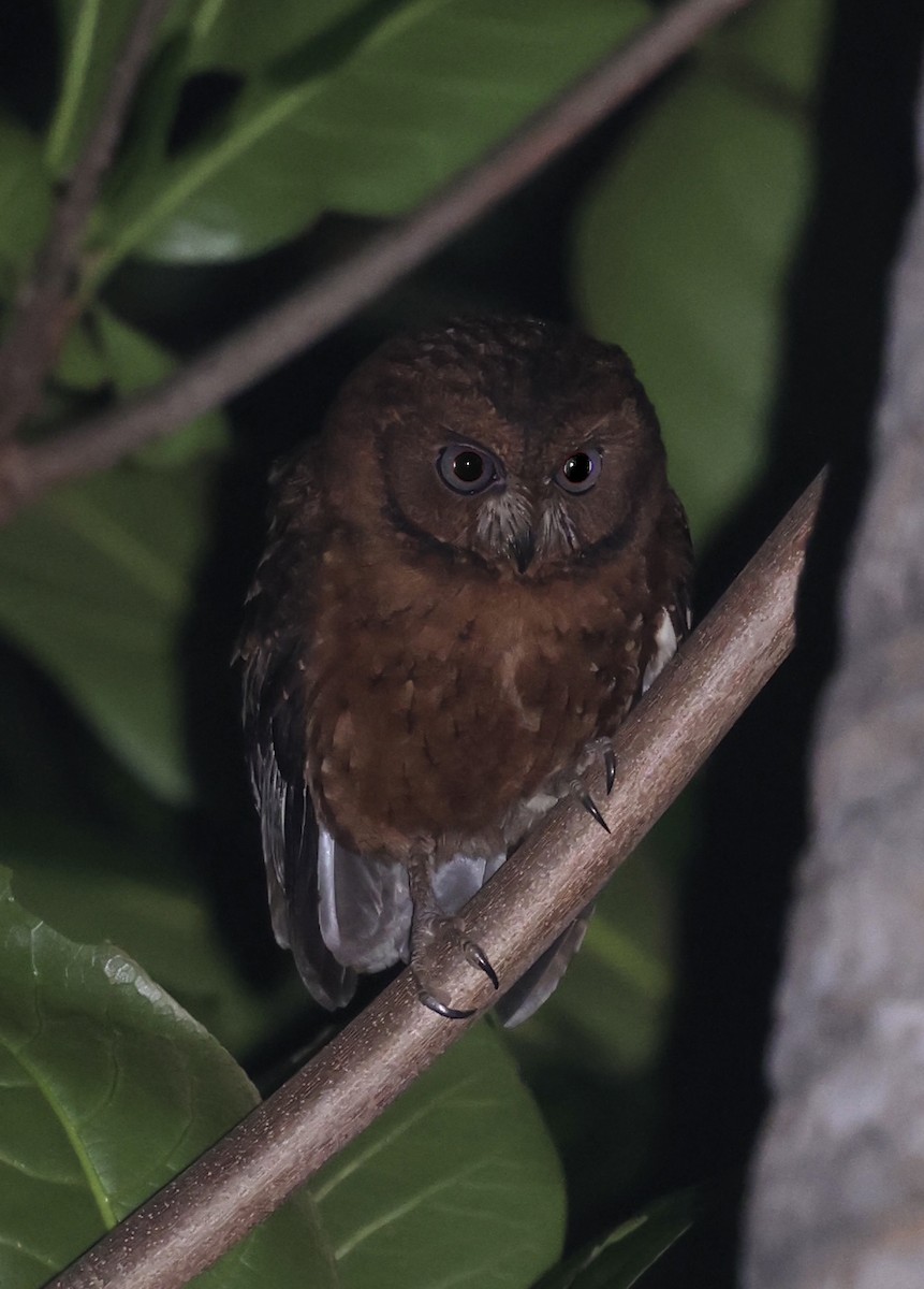 výreček mohelijský - ML485926601