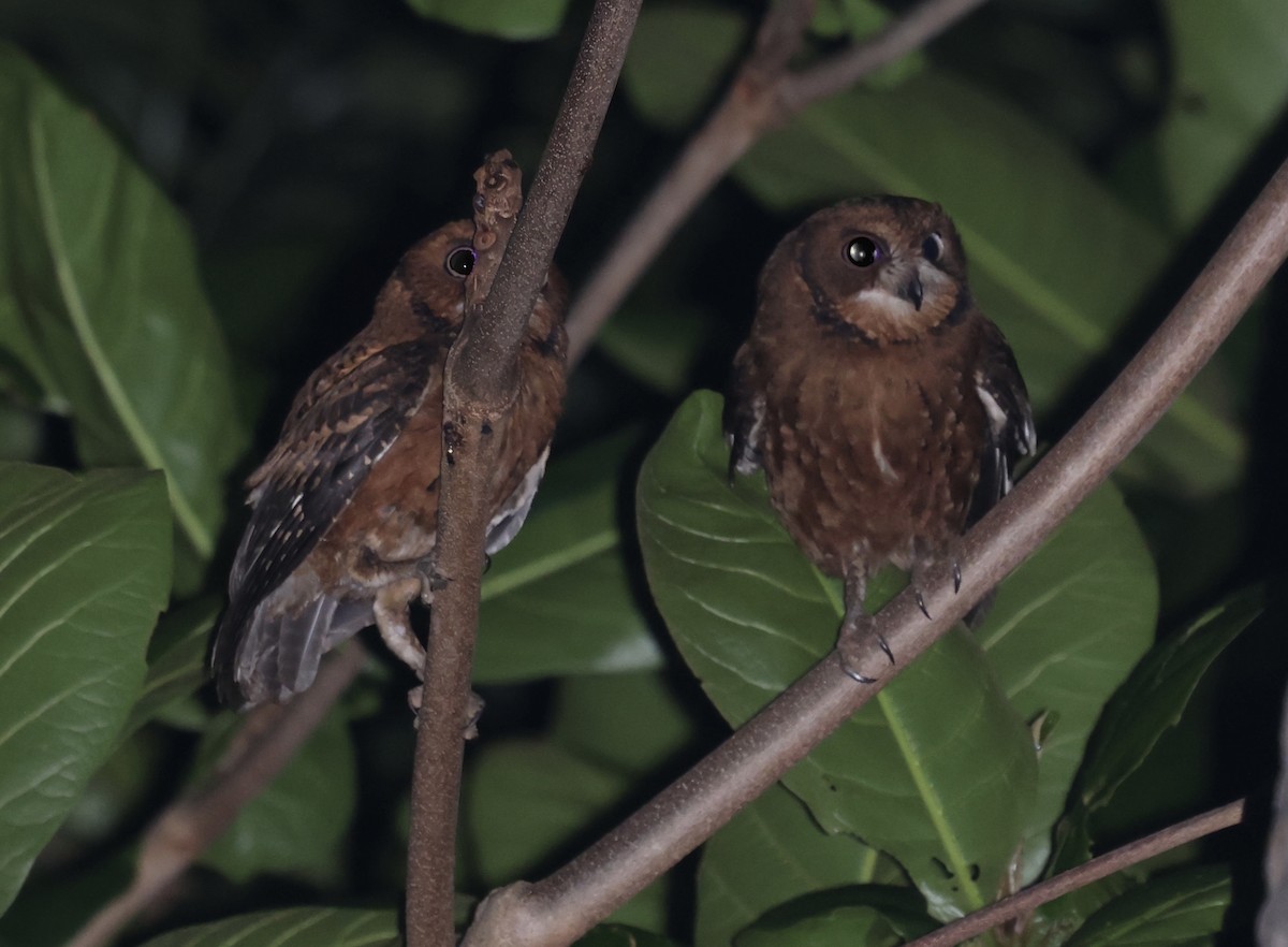 výreček mohelijský - ML485926641