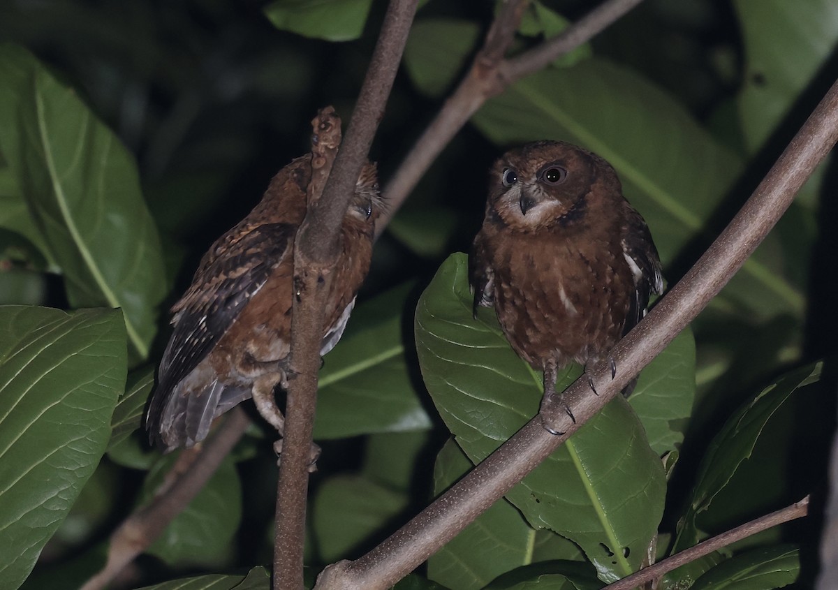 výreček mohelijský - ML485926651