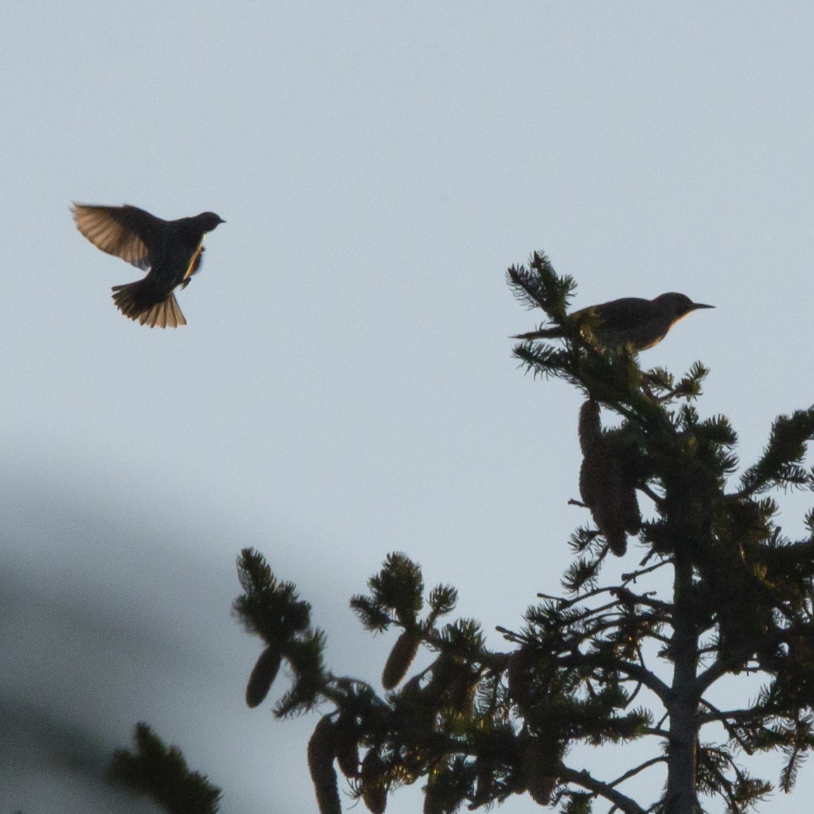 Northern Flicker - ML485928801