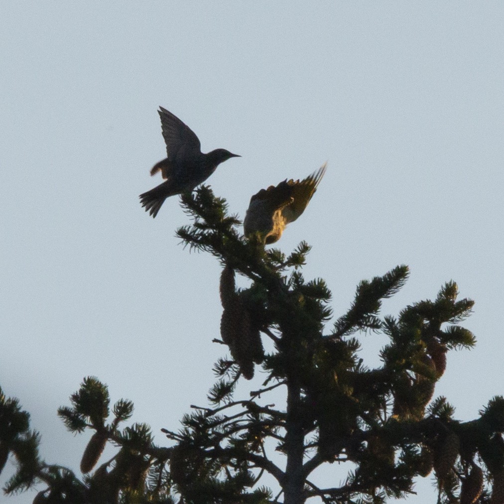 Northern Flicker - ML485928811