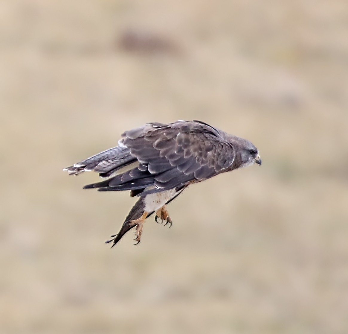 Swainson's Hawk - ML485929231