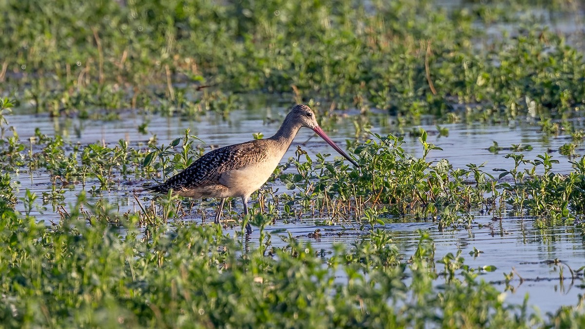 Marbled Godwit - Jim Gain