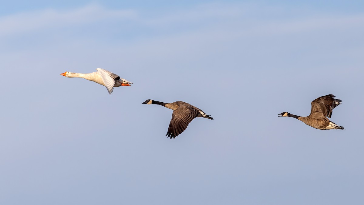 Canada Goose - ML485930461