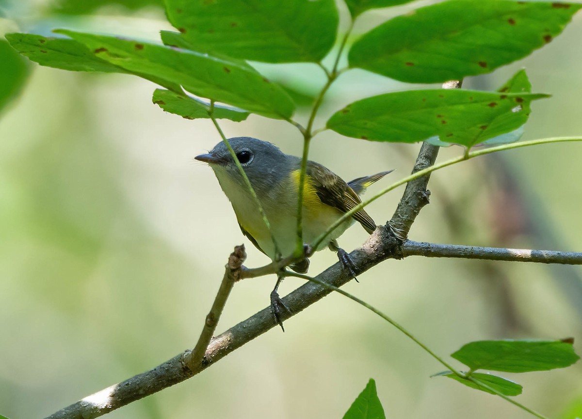 American Redstart - ML485931081