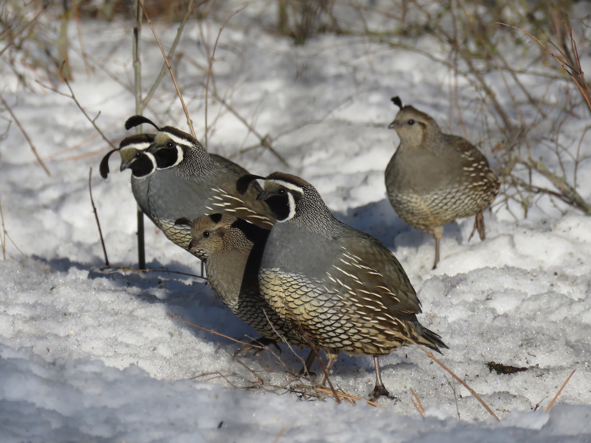 California Quail - Curtis Mahon