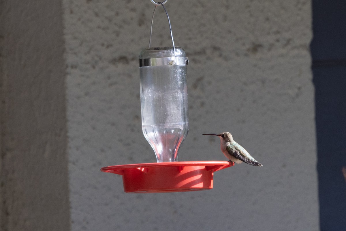 Black-chinned Hummingbird - ML485932301