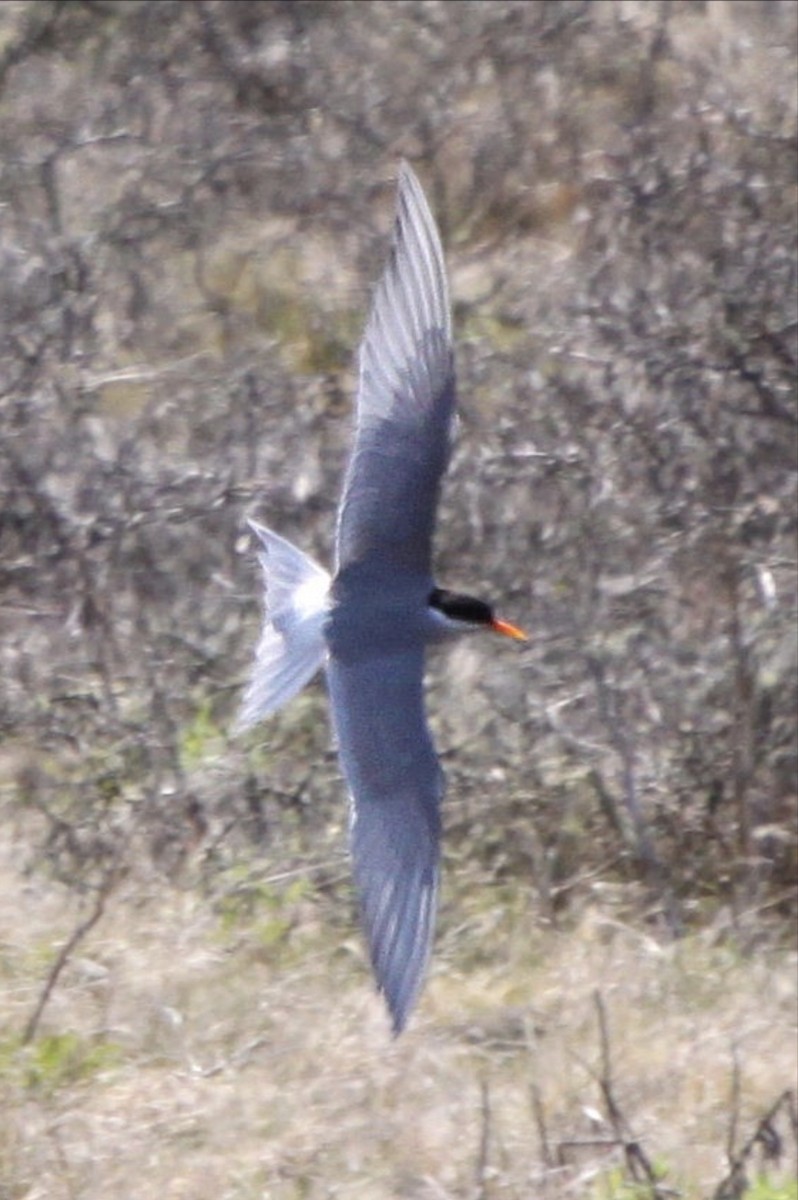 Black-fronted Tern - ML485932921