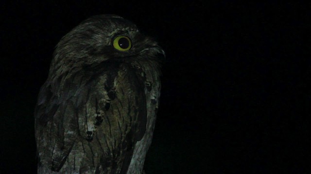 Northern Potoo - ML485933