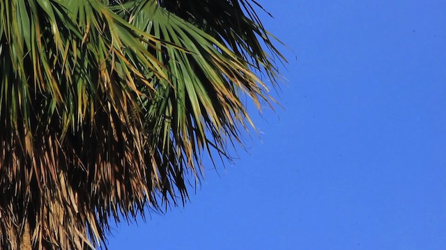 Antillean Palm Swift - ML485934