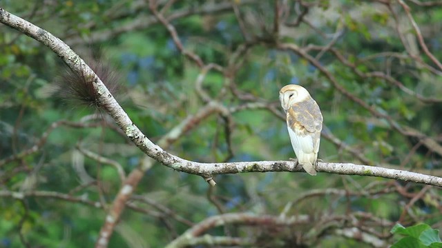 tårnugle (furcata) (amerikatårnugle) - ML485935