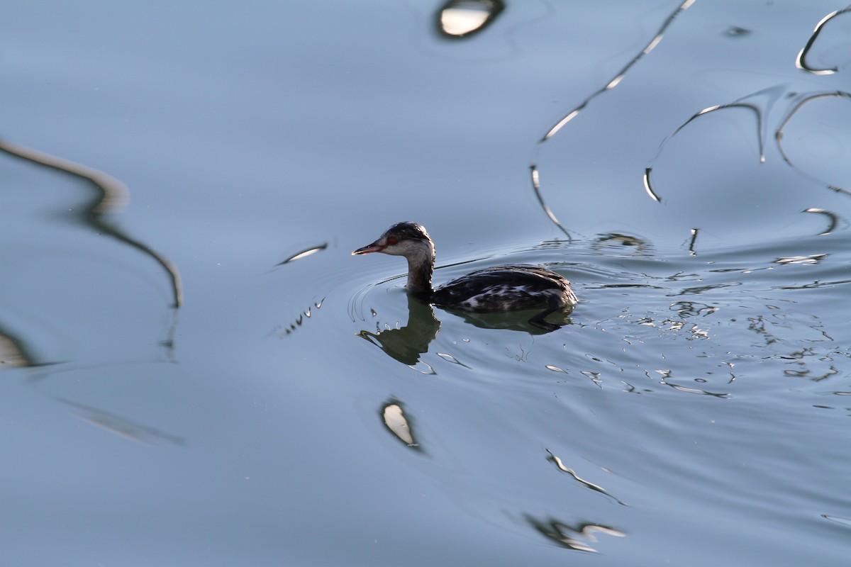 Пірникоза червоношия - ML485936171