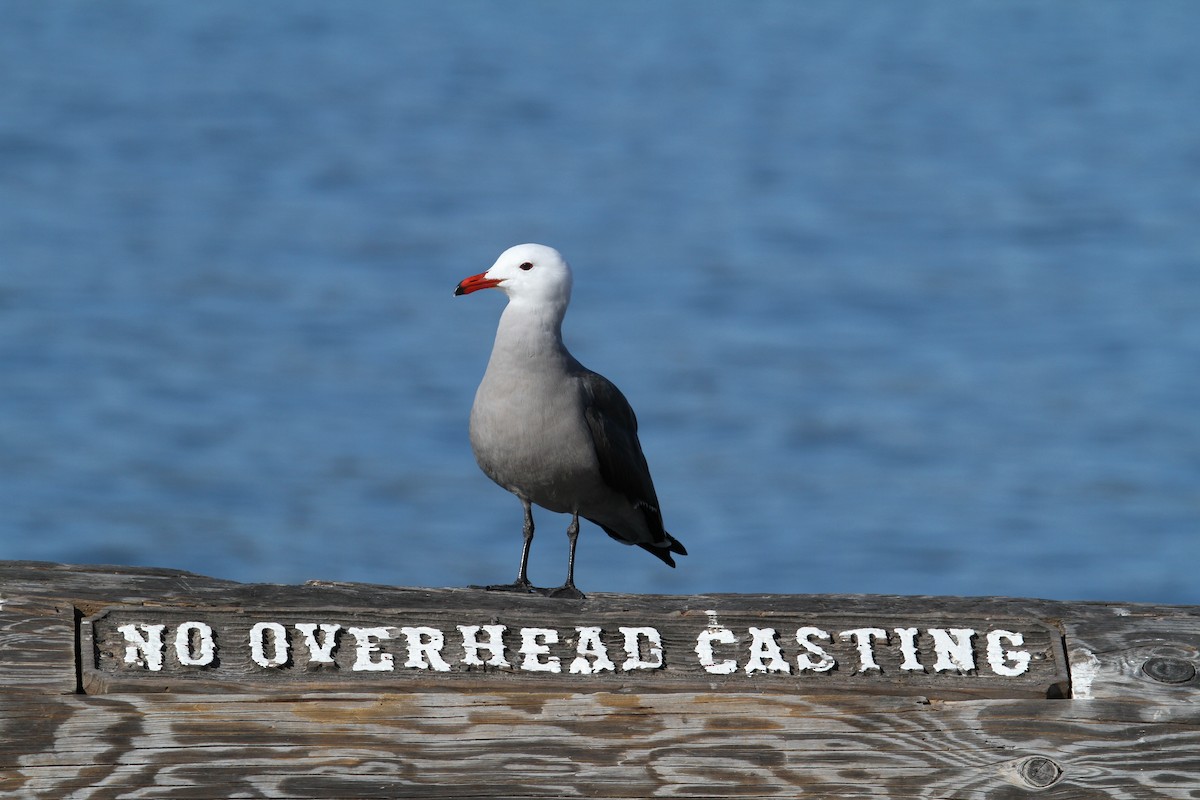 Heermann's Gull - Keith Alderman