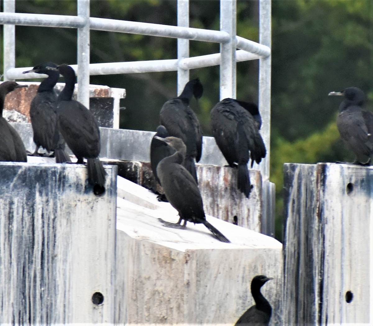 Brandt's Cormorant - ML485936761