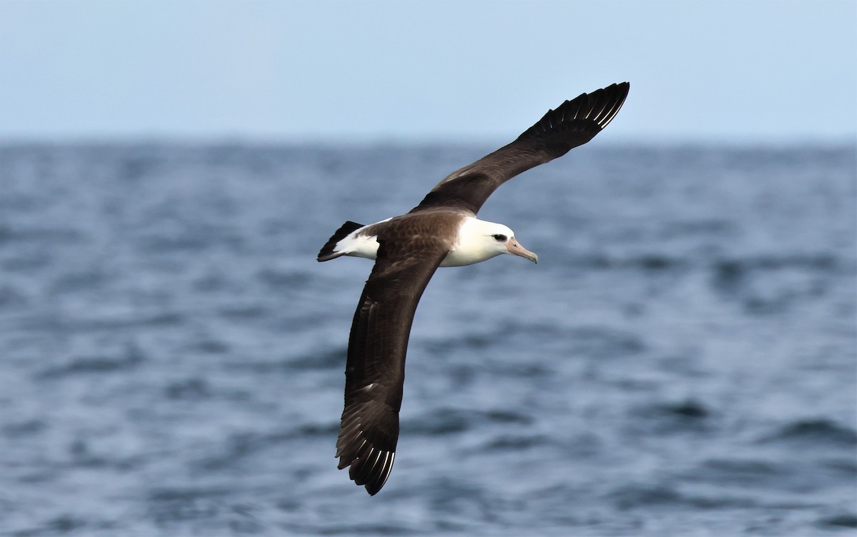 Laysan Albatrosu - ML485937441