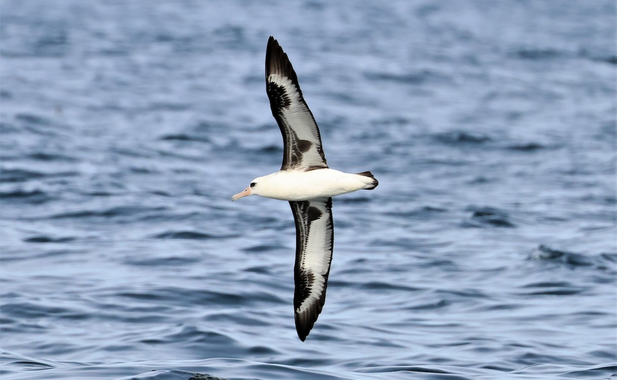 albatros laysanský - ML485937451