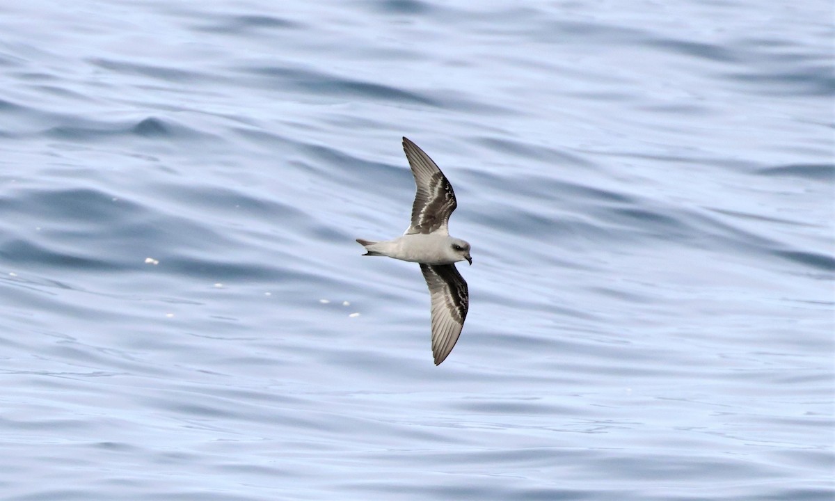 Fork-tailed Storm-Petrel - ML485937551