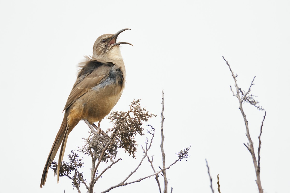 California Thrasher - ML485938251