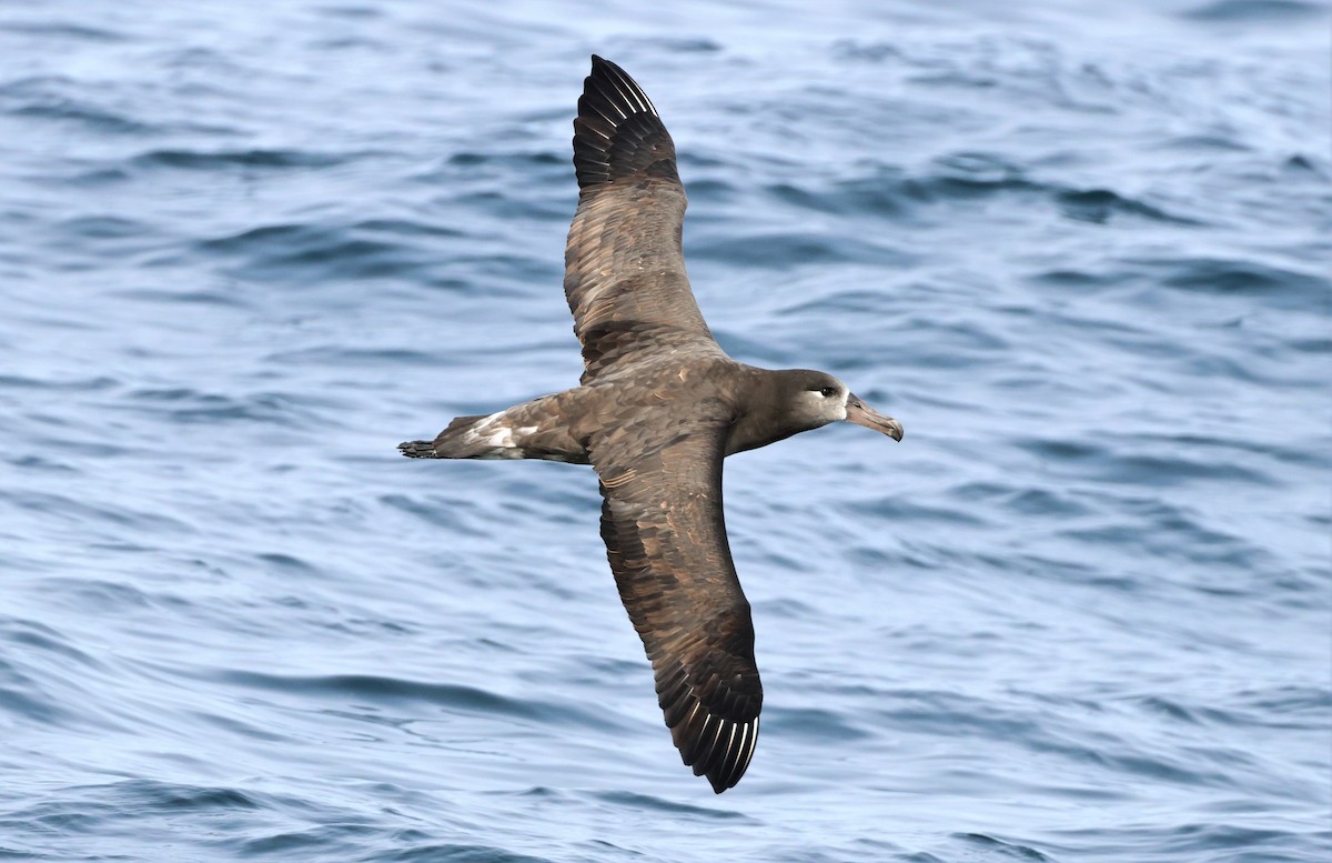 albatros černonohý - ML485939001