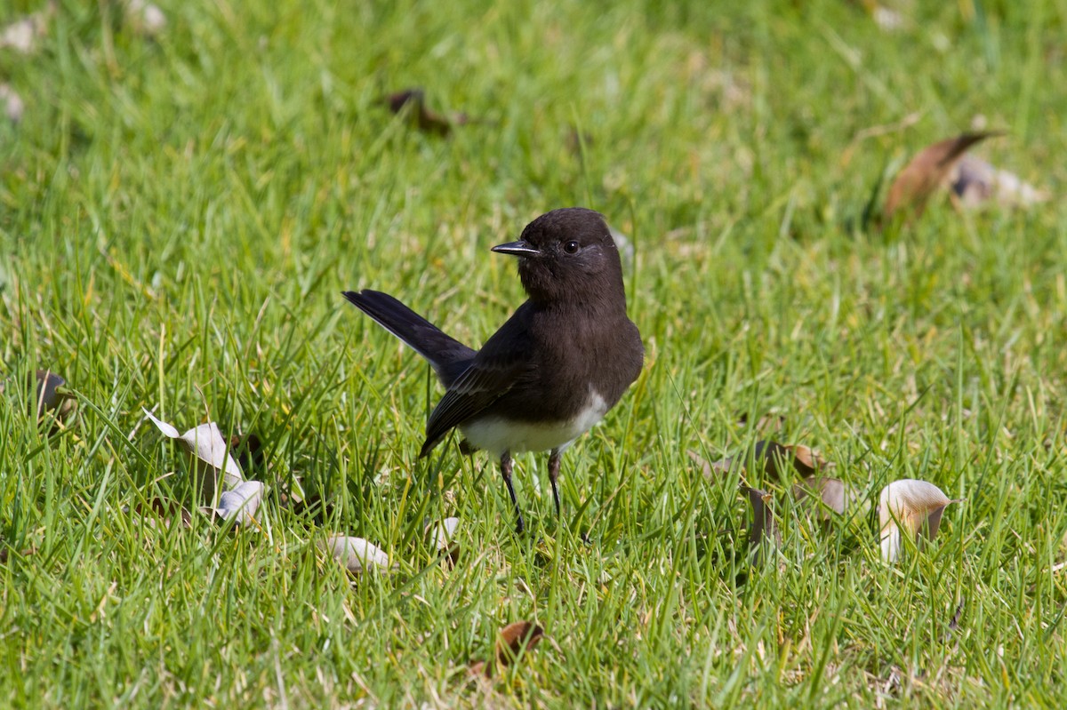 Black Phoebe - ML485940111