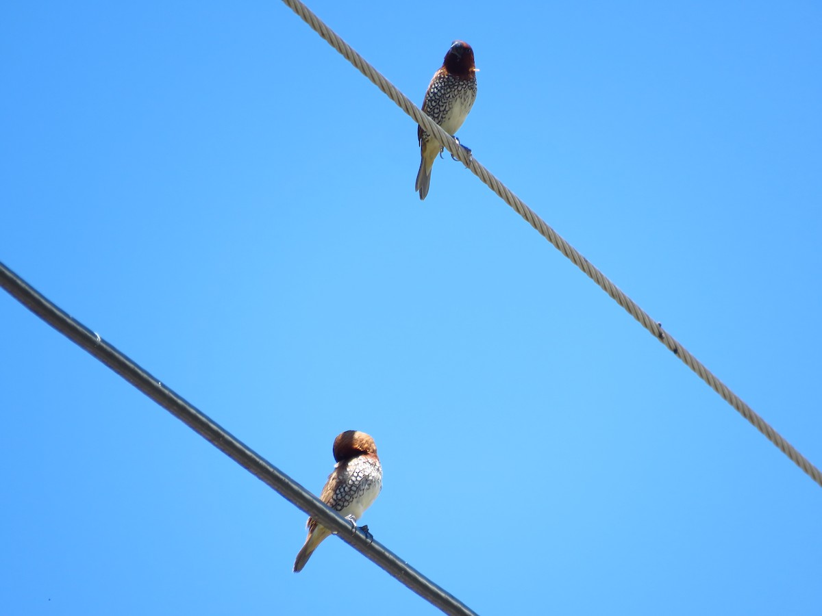 Scaly-breasted Munia - Mayron McKewy Mejia