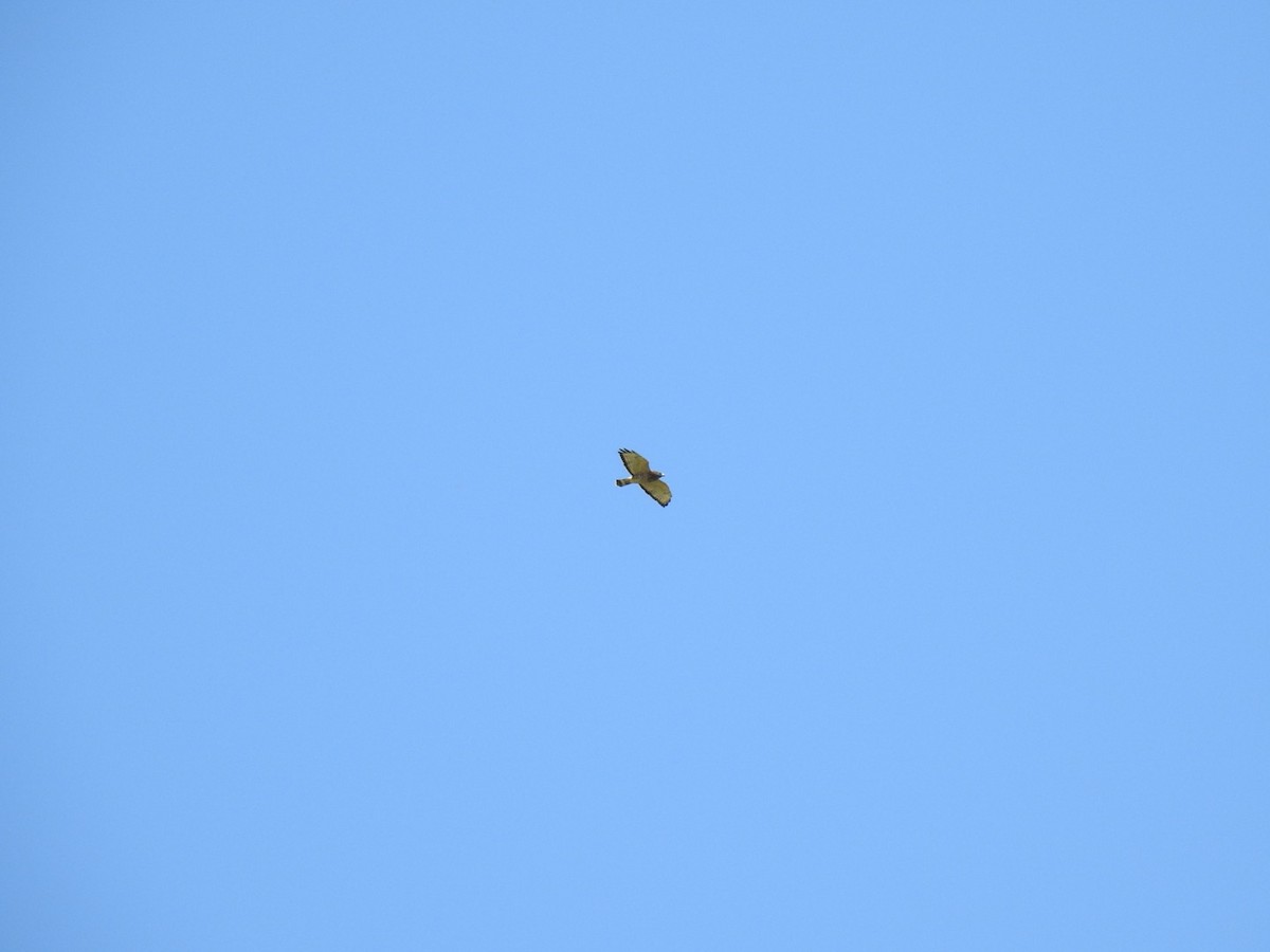 Broad-winged Hawk - ML485940701