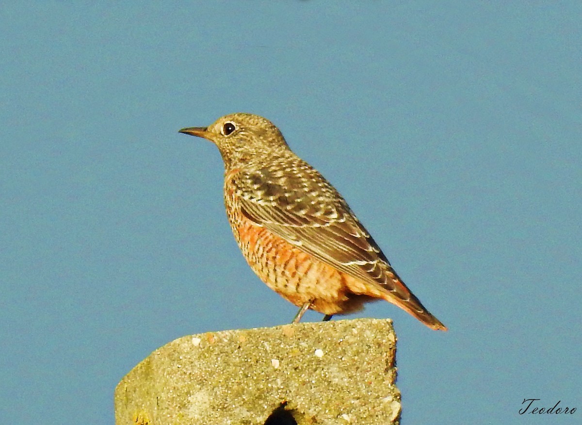 Rufous-tailed Rock-Thrush - ML485940891