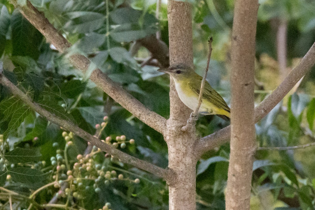 Yellow-green Vireo - ML485941321