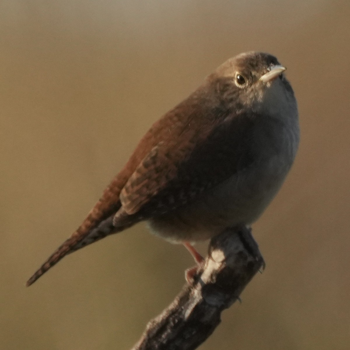 House Wren - Charlene Fan