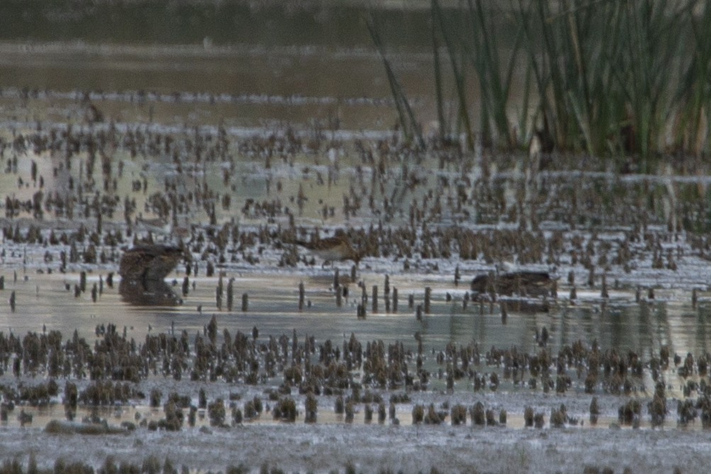 Pectoral Sandpiper - ML485941791