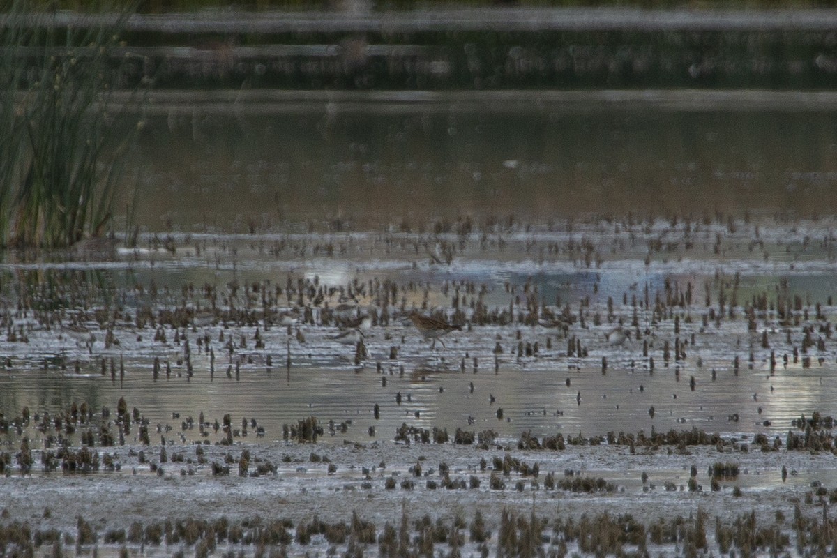 Pectoral Sandpiper - ML485941811