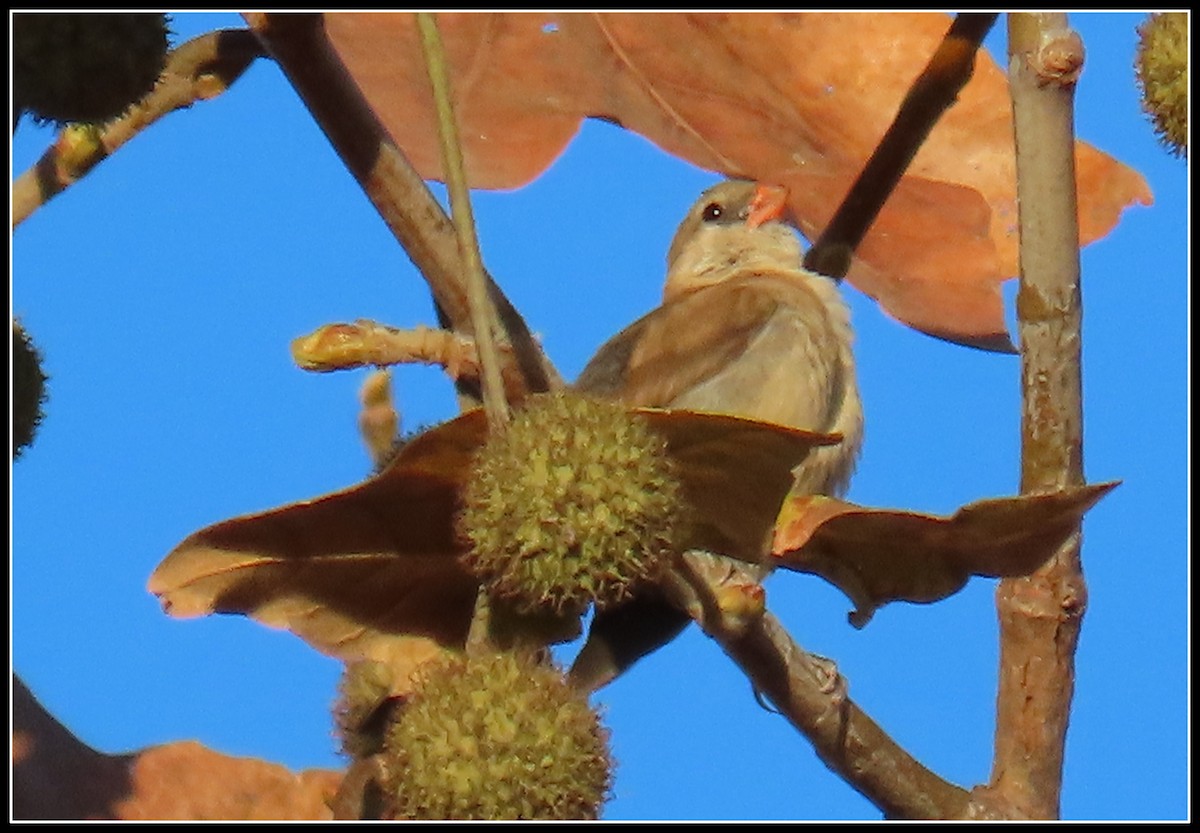 Pin-tailed Whydah - Peter Gordon