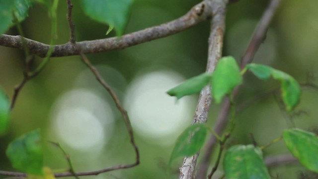 Rufous-throated Solitaire - ML485942