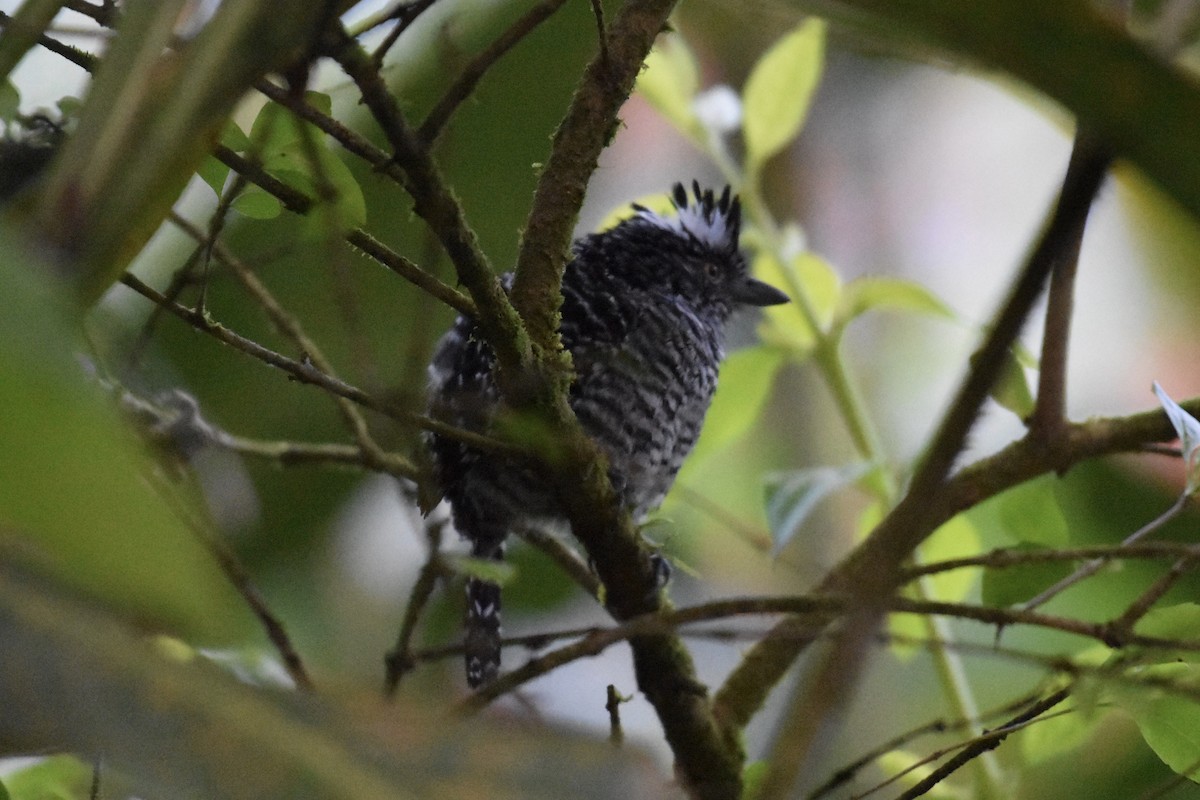 Barred Antshrike - ML48594331