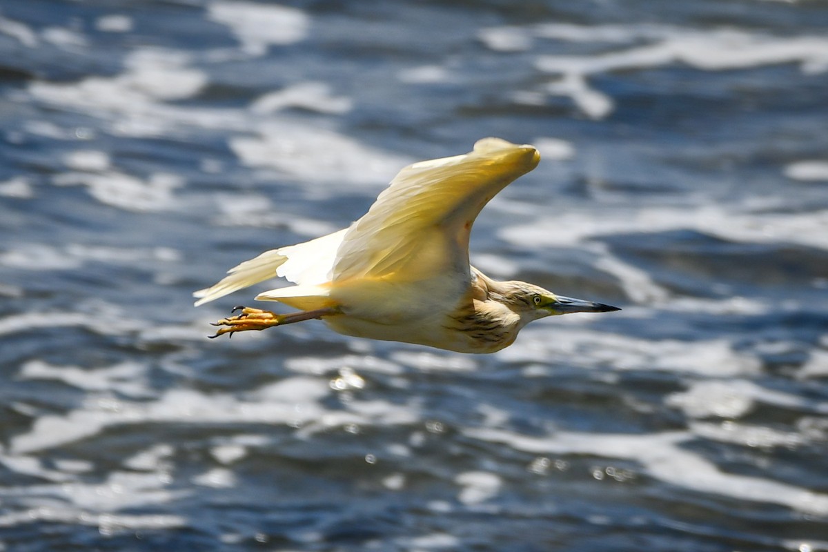 Squacco Heron - ML485943731