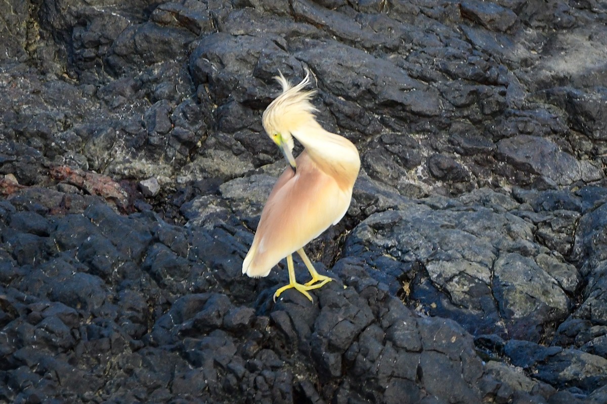 Squacco Heron - ML485943771