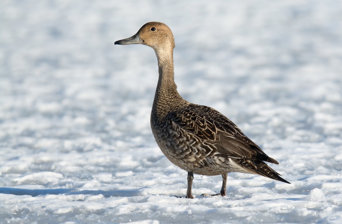 Northern Pintail - Frank Lehman