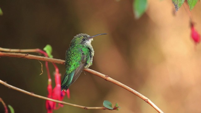 Colibrí Portacintas (piquirrojo) - ML485945