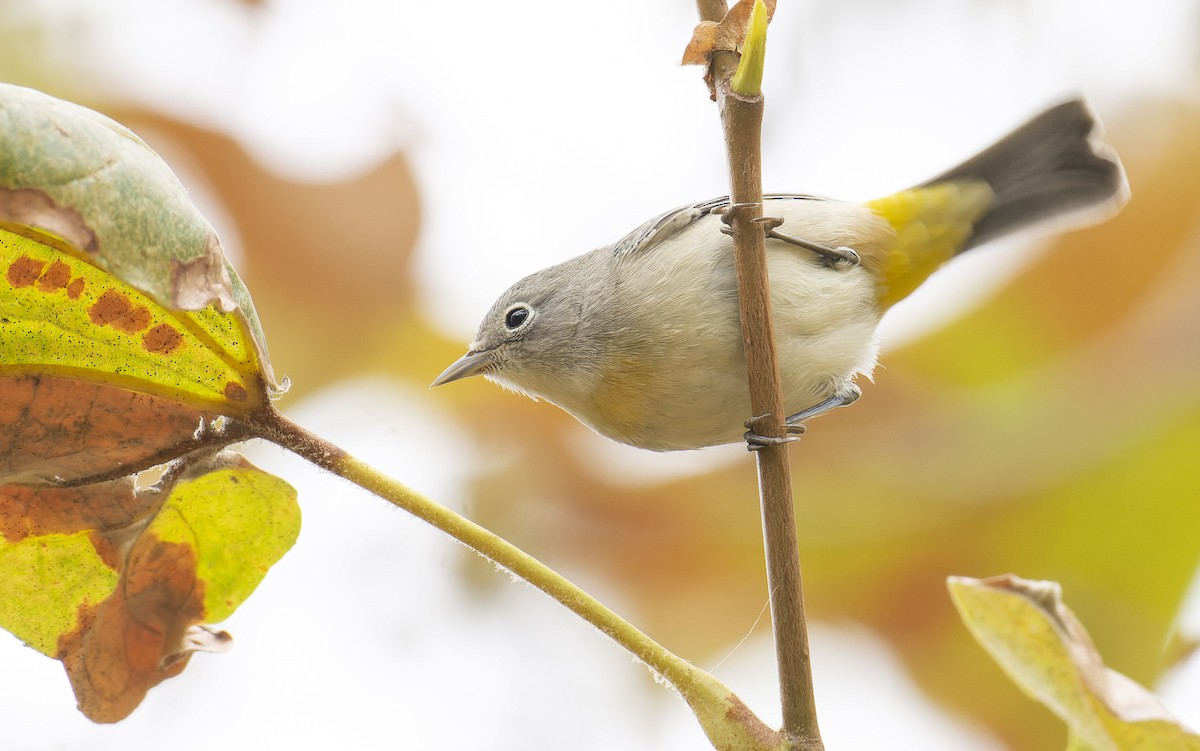 Virginia's Warbler - ML485945681