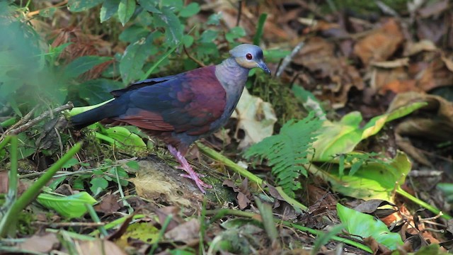 Crested Quail-Dove - ML485946